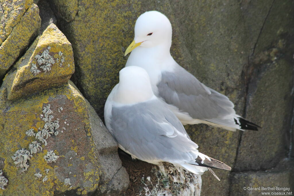 Mouette tridactyle