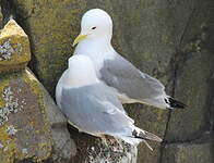 Mouette tridactyle