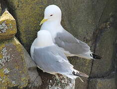 Black-legged Kittiwake