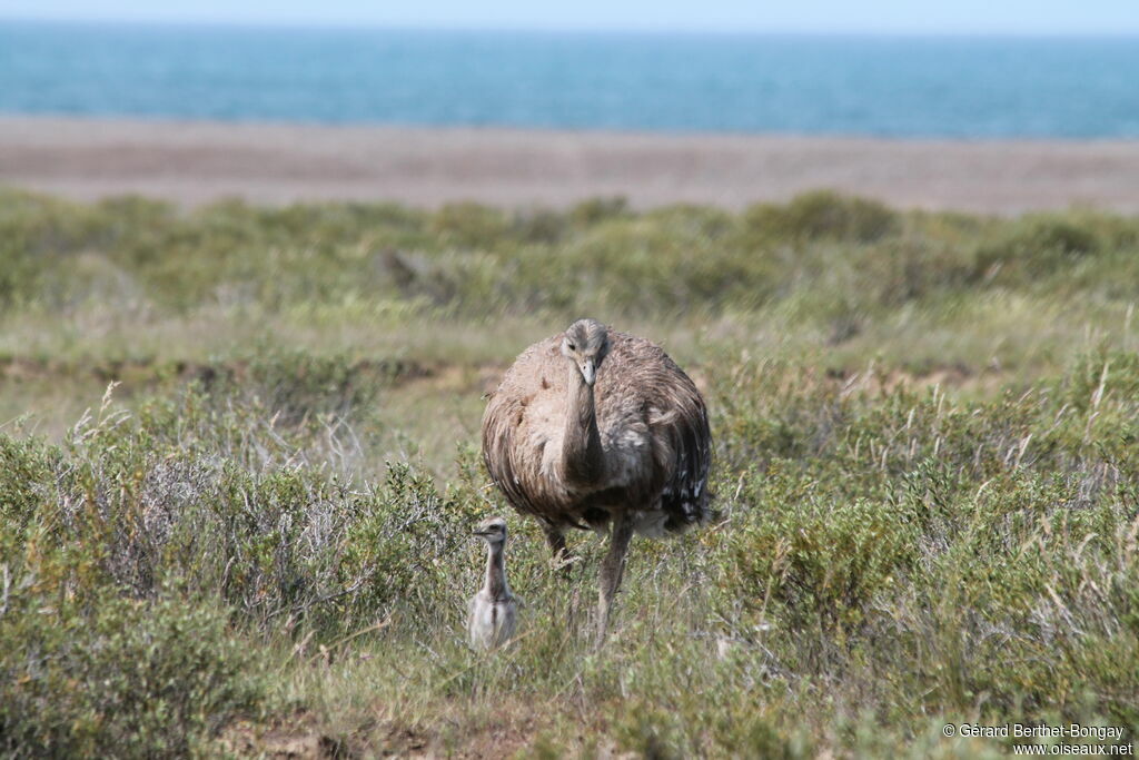 Lesser Rhea