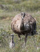 Lesser Rhea