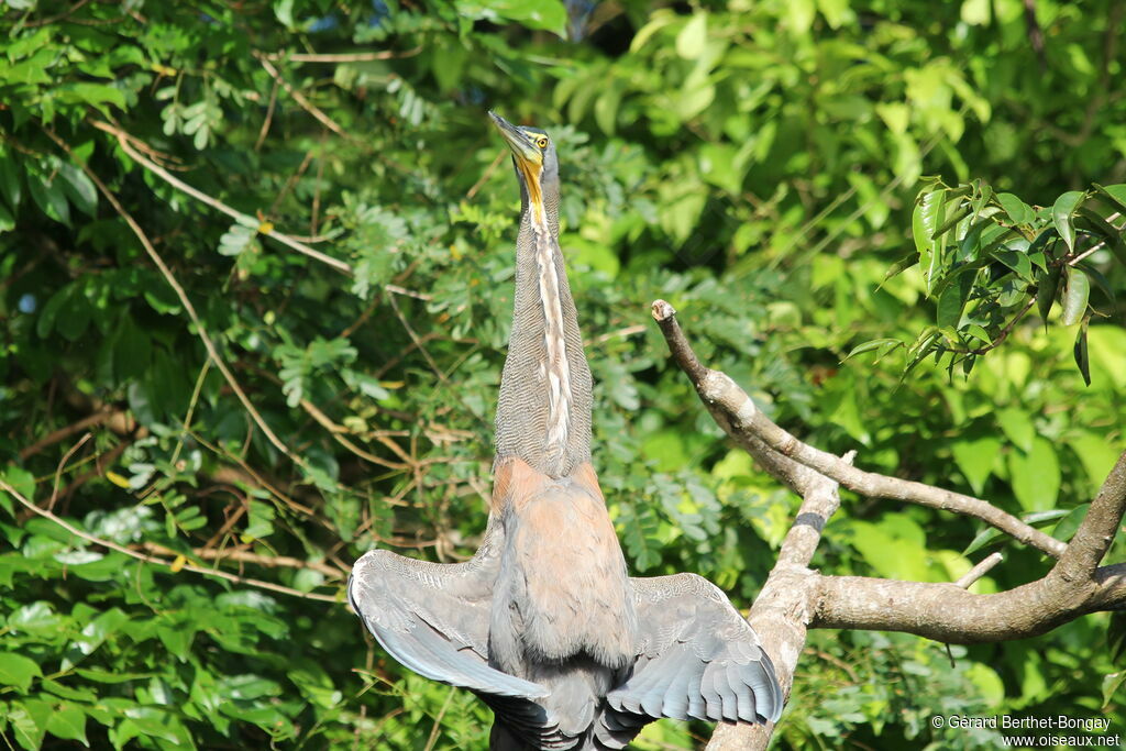 Bare-throated Tiger Heron