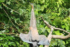 Bare-throated Tiger Heron