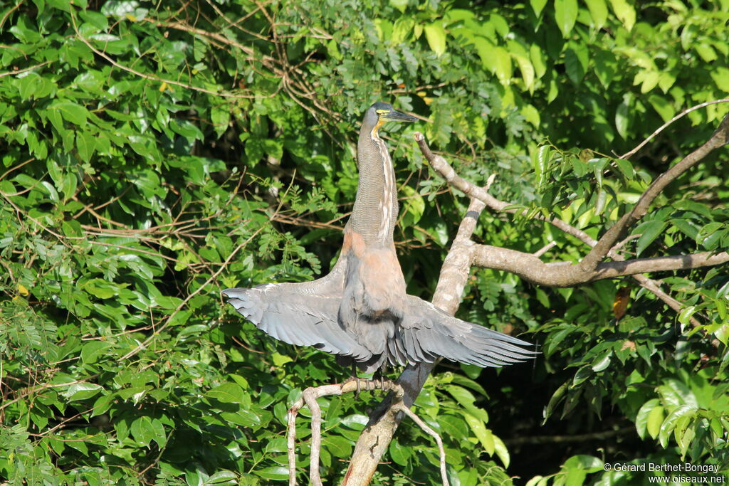 Bare-throated Tiger Heron