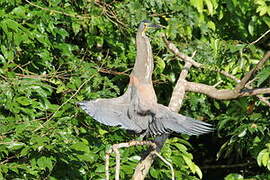 Bare-throated Tiger Heron