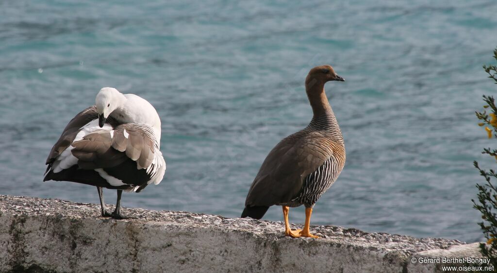 Upland Goose