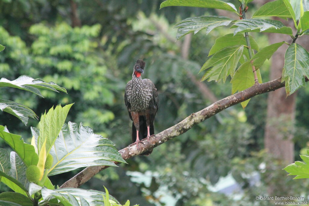 Crested Guan