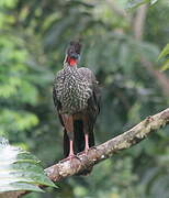 Crested Guan