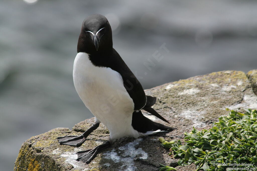 Razorbill