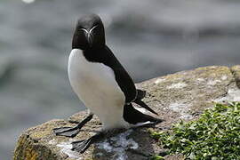 Razorbill