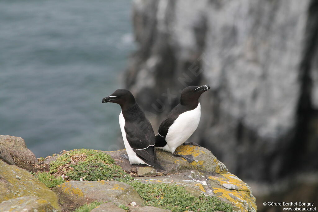 Razorbill