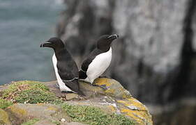 Razorbill