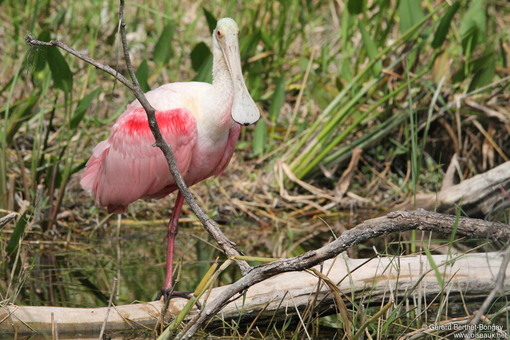 Roseate Spoonbill