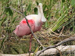 Roseate Spoonbill