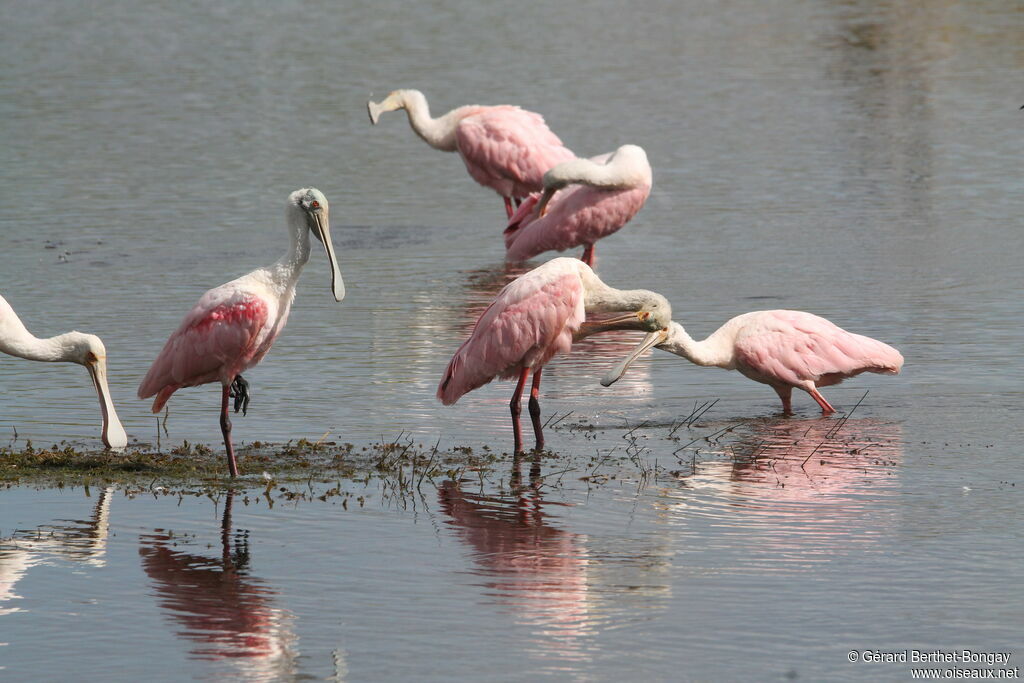 Roseate Spoonbill