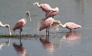 Roseate Spoonbill