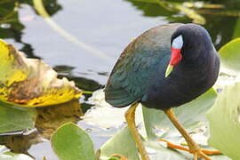 Purple Gallinule