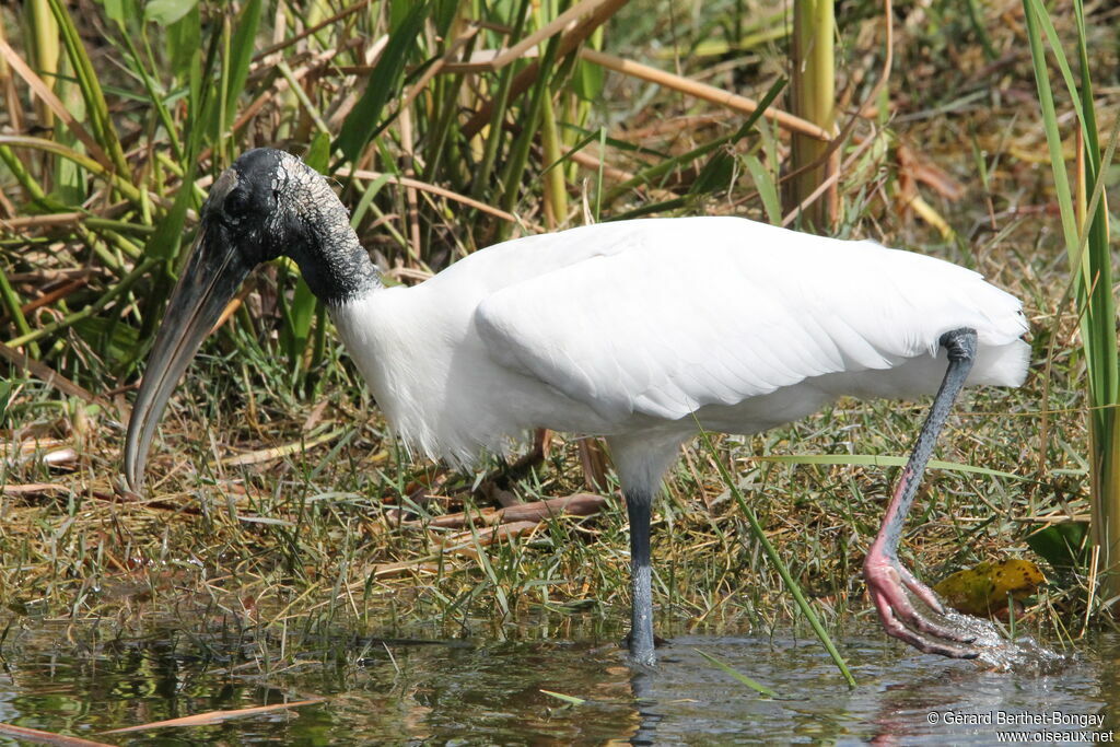 Wood Stork