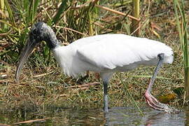 Wood Stork