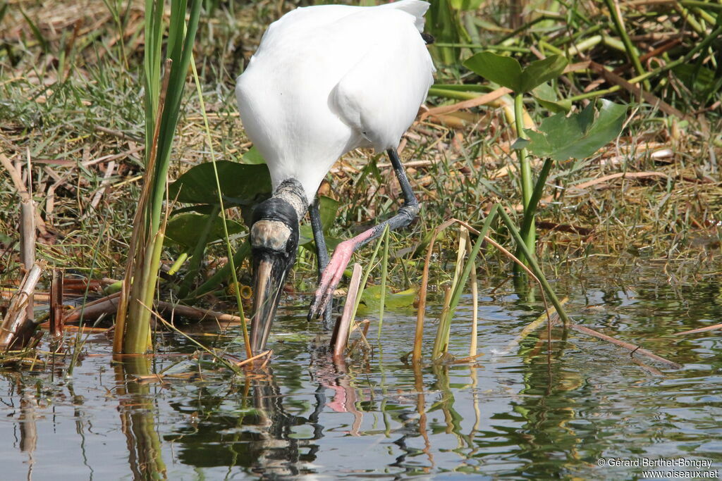 Wood Stork