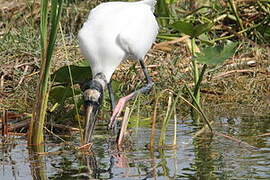 Wood Stork