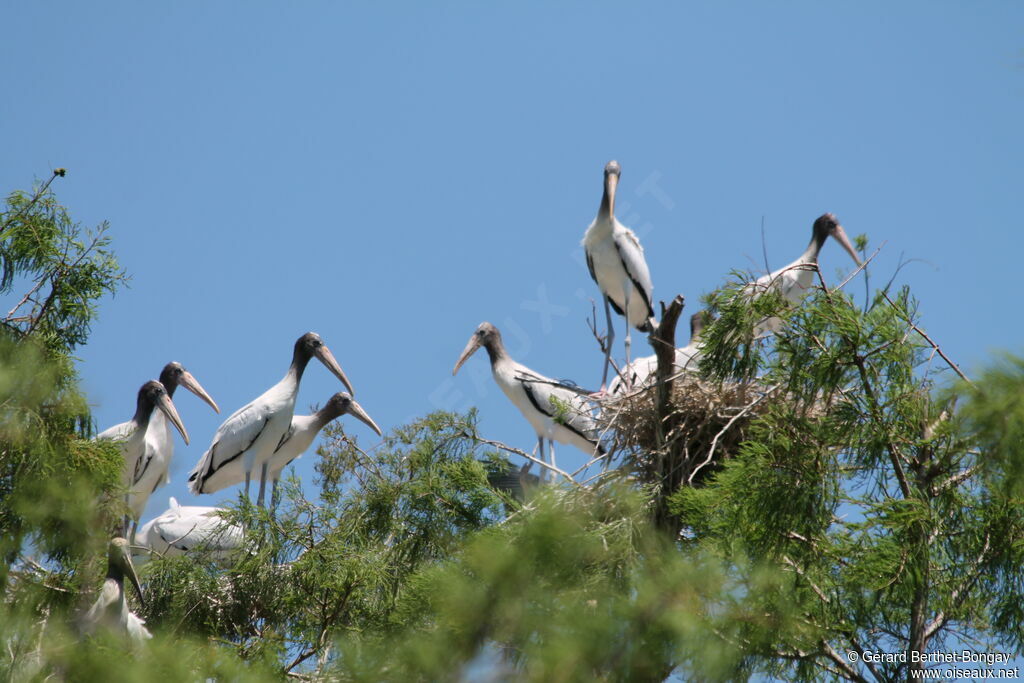 Wood Stork