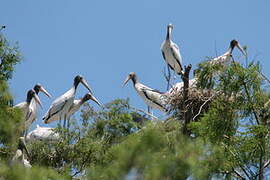 Wood Stork