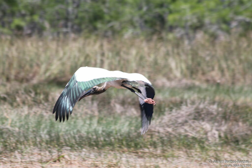 Wood Stork