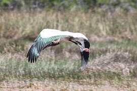 Wood Stork