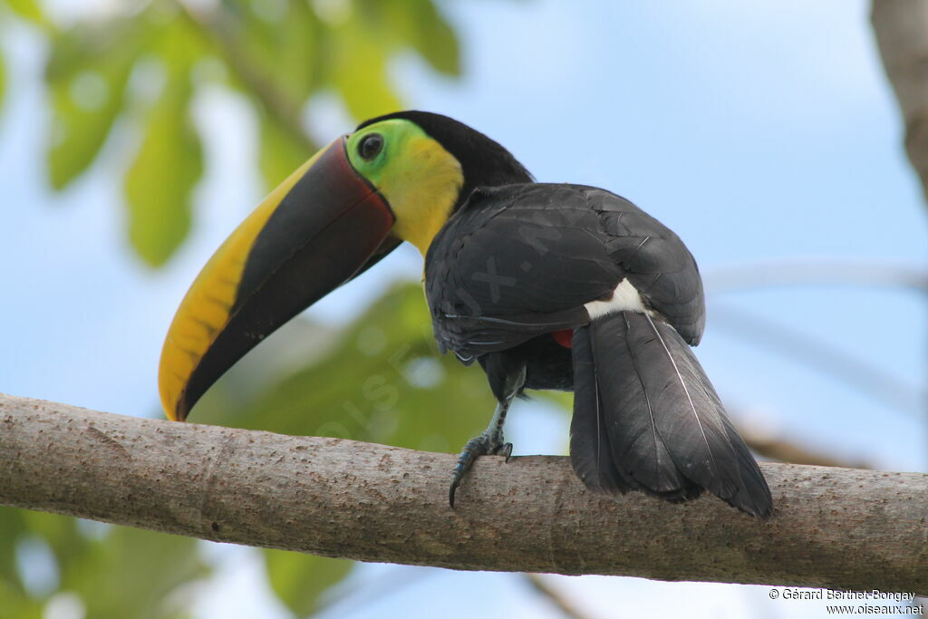 Toucan tocard, pigmentation