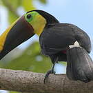 Toucan tocard