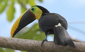 Yellow-throated Toucan