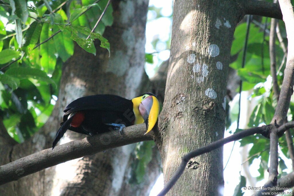 Yellow-throated Toucan