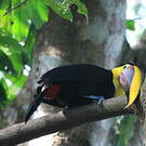 Toucan tocard