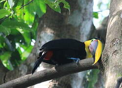 Yellow-throated Toucan