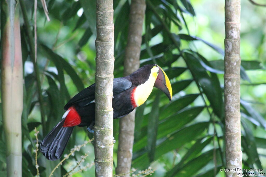 Toucan tocard