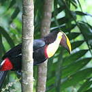 Toucan tocard
