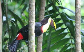 Yellow-throated Toucan