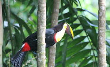 Toucan tocard