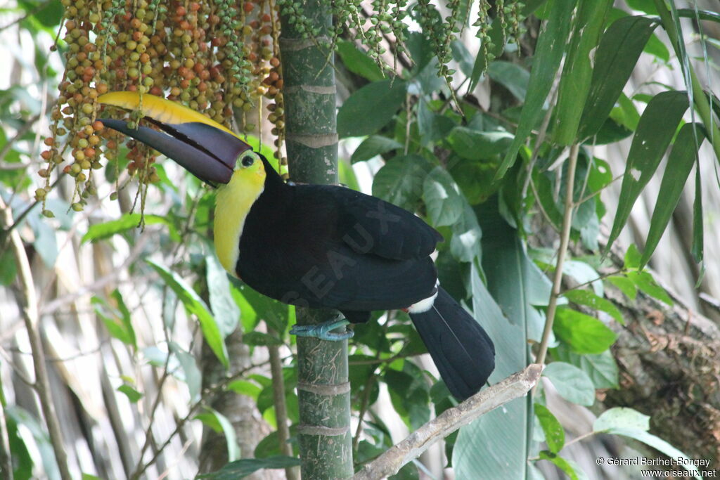 Yellow-throated Toucan