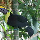 Toucan tocard