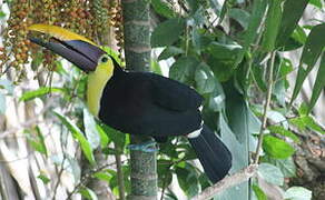 Yellow-throated Toucan