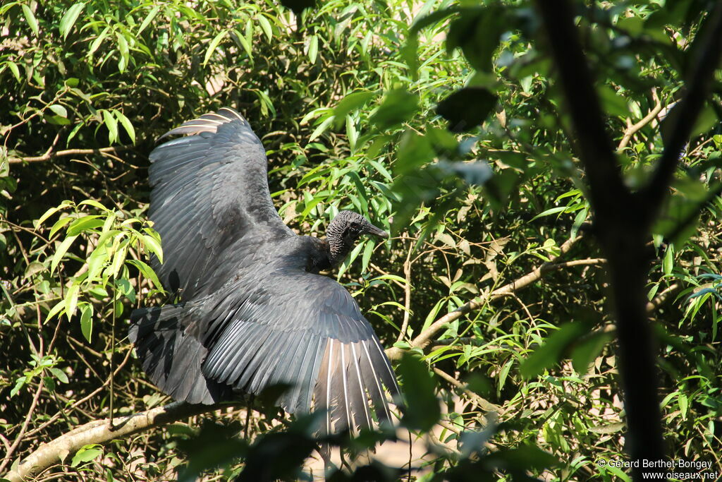 Black Vulture