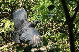 Black Vulture