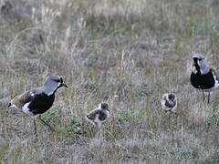 Southern Lapwing