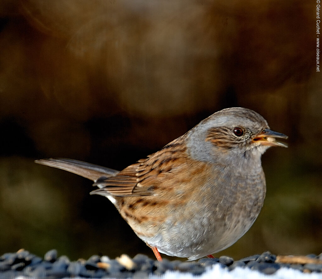 Dunnock