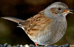 Dunnock