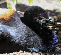 Grey-winged Trumpeter