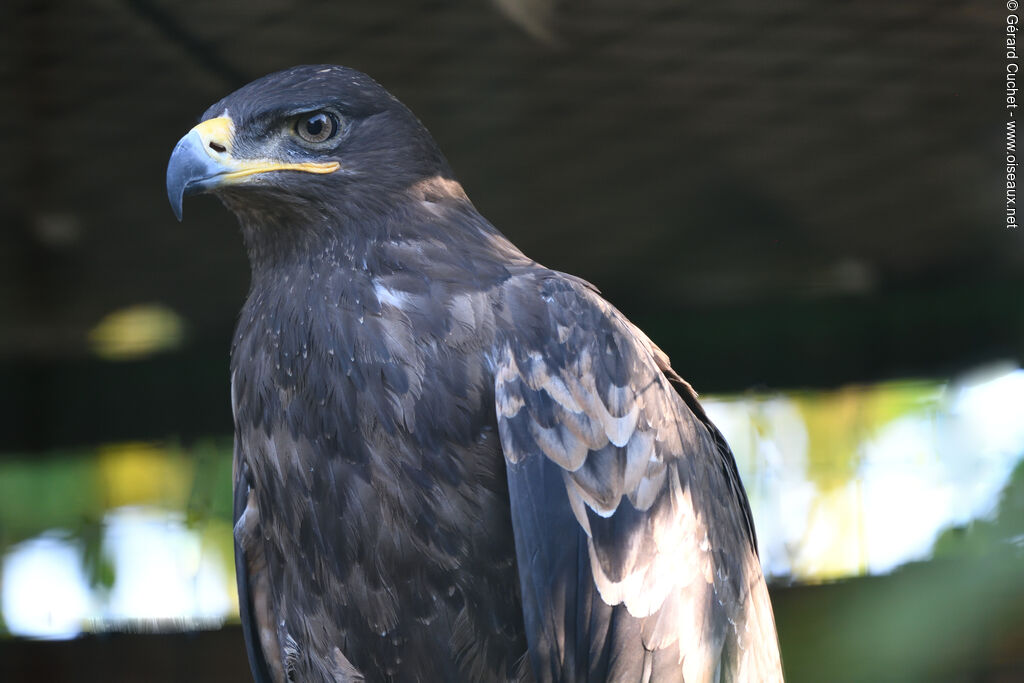 Steppe Eagle, identification