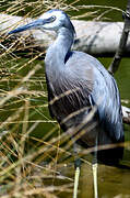 Aigrette à face blanche